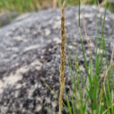 Sporobolus virginicus (Coastal Rat-tail Grass) at Meroo National Park - 24 Feb 2024 by trevorpreston