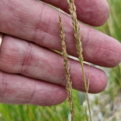 Sporobolus virginicus at Wairo Beach and Dolphin Point - 24 Feb 2024