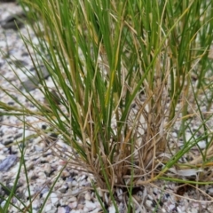 Sporobolus virginicus at Wairo Beach and Dolphin Point - 24 Feb 2024