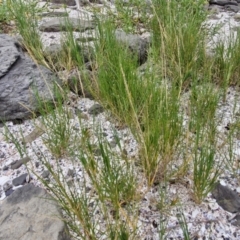 Sporobolus virginicus at Wairo Beach and Dolphin Point - 24 Feb 2024