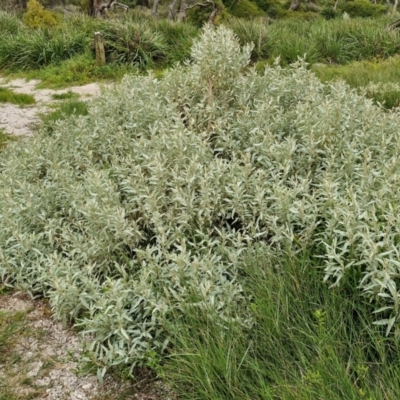 Atriplex cinerea (Grey Saltbush) at Wairo Beach and Dolphin Point - 24 Feb 2024 by trevorpreston