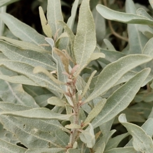 Atriplex cinerea at Meroo National Park - 24 Feb 2024 04:40 PM