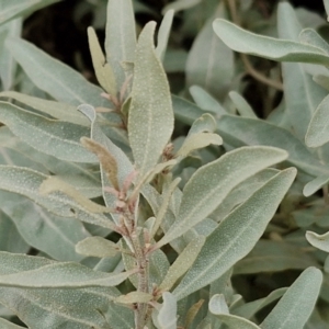 Atriplex cinerea at Meroo National Park - 24 Feb 2024 04:40 PM