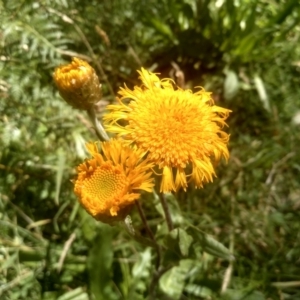 Podolepis jaceoides at Steeple Flat, NSW - 24 Feb 2024