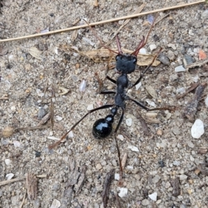 Myrmecia tarsata at Meroo National Park - 24 Feb 2024