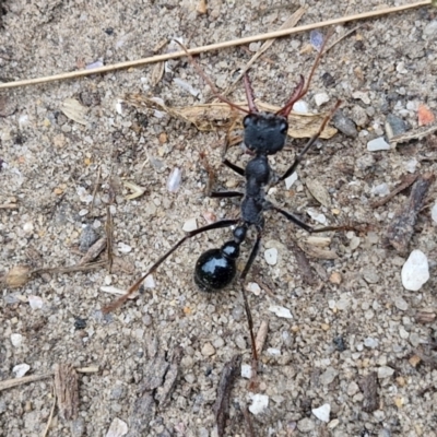 Myrmecia tarsata (Bull ant or Bulldog ant) at Wairo Beach and Dolphin Point - 24 Feb 2024 by trevorpreston