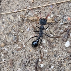 Myrmecia tarsata (Bull ant or Bulldog ant) at Meroo National Park - 24 Feb 2024 by trevorpreston