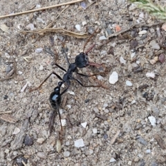 Myrmecia tarsata at Meroo National Park - 24 Feb 2024