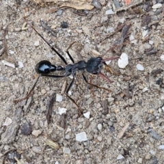 Myrmecia tarsata at Meroo National Park - 24 Feb 2024 04:39 PM