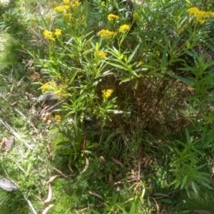 Senecio linearifolius at Steeple Flat, NSW - 24 Feb 2024 01:10 PM