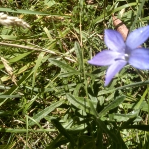 Wahlenbergia sp. at Steeple Flat, NSW - 24 Feb 2024 01:16 PM