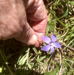 Wahlenbergia sp. at Steeple Flat, NSW - 24 Feb 2024