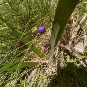 Dianella tasmanica at Glenbog State Forest - 24 Feb 2024 02:02 PM