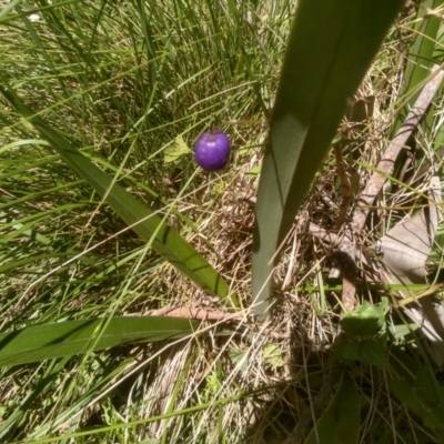 Dianella tasmanica (Tasman Flax Lily) at Steeple Flat, NSW - 24 Feb 2024 by mahargiani