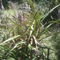 Dianella tasmanica at Glenbog State Forest - 24 Feb 2024 02:02 PM