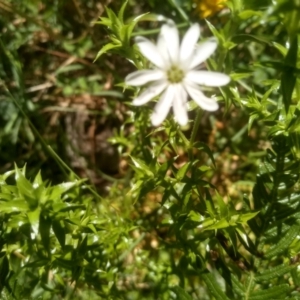 Stellaria pungens at Steeple Flat, NSW - 24 Feb 2024 01:19 PM