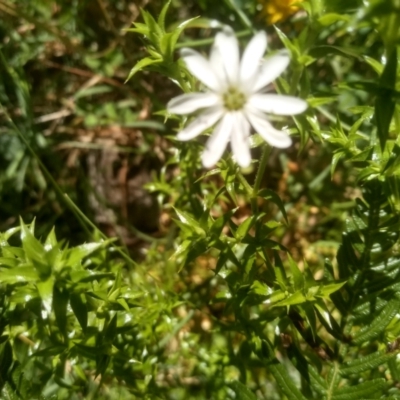 Stellaria pungens (Prickly Starwort) at Steeple Flat, NSW - 24 Feb 2024 by mahargiani