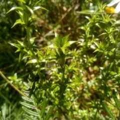 Stellaria pungens at Steeple Flat, NSW - 24 Feb 2024