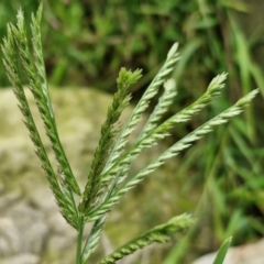 Eleusine indica (Crowsfoot Grass) at Wairo Beach and Dolphin Point - 24 Feb 2024 by trevorpreston