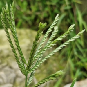 Eleusine indica at Wairo Beach and Dolphin Point - 24 Feb 2024