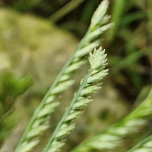 Eleusine indica at Wairo Beach and Dolphin Point - 24 Feb 2024 04:37 PM