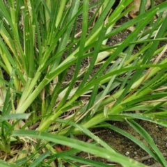 Eleusine indica at Wairo Beach and Dolphin Point - 24 Feb 2024