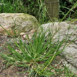 Eleusine indica at Wairo Beach and Dolphin Point - 24 Feb 2024