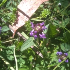 Prunella vulgaris (Self-heal, Heal All) at Steeple Flat, NSW - 24 Feb 2024 by mahargiani