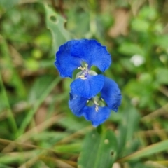 Commelina cyanea (Scurvy Weed) at Meroo National Park - 24 Feb 2024 by trevorpreston