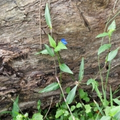 Commelina cyanea at Wairo Beach and Dolphin Point - 24 Feb 2024 04:36 PM