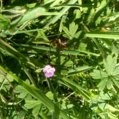 Geranium sp. (Geranium) at Steeple Flat, NSW - 24 Feb 2024 by mahargiani