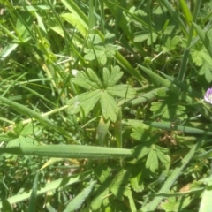 Geranium sp. at Steeple Flat, NSW - 24 Feb 2024 01:24 PM