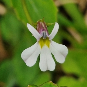 Lobelia purpurascens at Wairo Beach and Dolphin Point - 24 Feb 2024