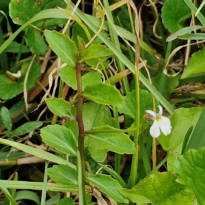 Lobelia purpurascens at Wairo Beach and Dolphin Point - 24 Feb 2024