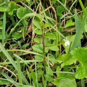 Lobelia purpurascens at Wairo Beach and Dolphin Point - 24 Feb 2024