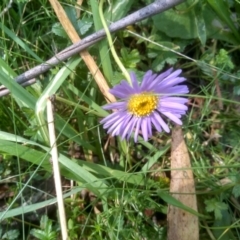 Brachyscome sp. (Cut-leaf Daisy) at Glenbog State Forest - 24 Feb 2024 by mahargiani