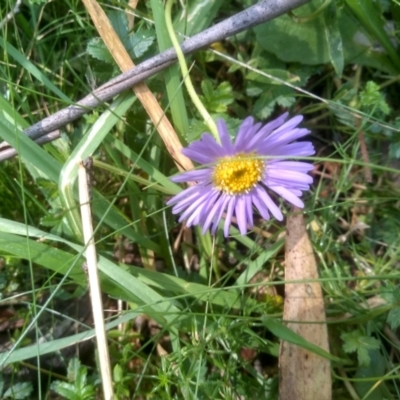 Brachyscome sp. (Cut-leaf Daisy) at Steeple Flat, NSW - 24 Feb 2024 by mahargiani