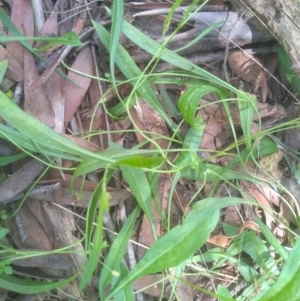 Brachyscome graminea at Glenbog State Forest - 24 Feb 2024 02:10 PM