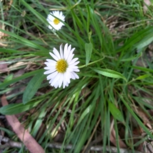 Brachyscome graminea at Glenbog State Forest - 24 Feb 2024 02:10 PM