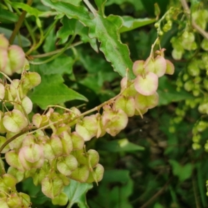 Rumex sagittata at Wairo Beach and Dolphin Point - 24 Feb 2024