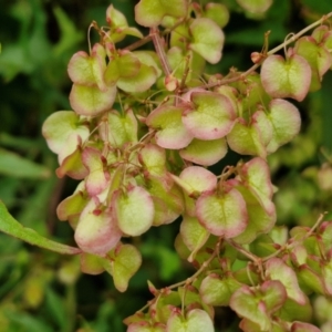 Rumex sagittata at Wairo Beach and Dolphin Point - 24 Feb 2024