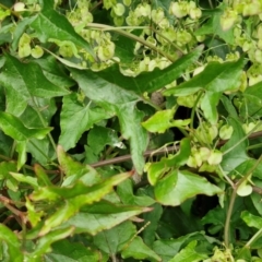 Rumex sagittata at Wairo Beach and Dolphin Point - 24 Feb 2024