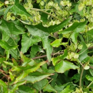 Rumex sagittata at Wairo Beach and Dolphin Point - 24 Feb 2024