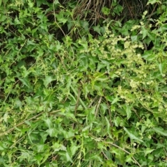 Rumex sagittatus at Wairo Beach and Dolphin Point - 24 Feb 2024 04:13 PM