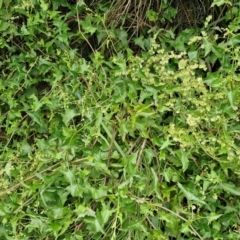 Rumex sagittata at Wairo Beach and Dolphin Point - 24 Feb 2024