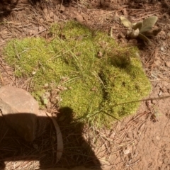 Scleranthus sp. (A Knawel) at Steeple Flat, NSW - 24 Feb 2024 by mahargiani