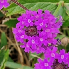 Verbena rigida var. rigida (Veined Verbena) at Wairo Beach and Dolphin Point - 24 Feb 2024 by trevorpreston