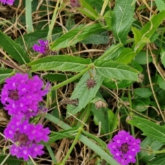 Verbena rigida var. rigida at Wairo Beach and Dolphin Point - 24 Feb 2024 04:12 PM