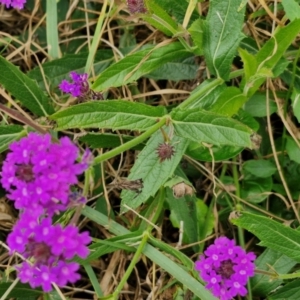 Verbena rigida var. rigida at Wairo Beach and Dolphin Point - 24 Feb 2024 04:12 PM