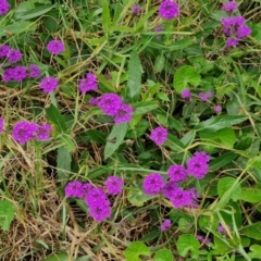 Verbena rigida var. rigida at Wairo Beach and Dolphin Point - 24 Feb 2024